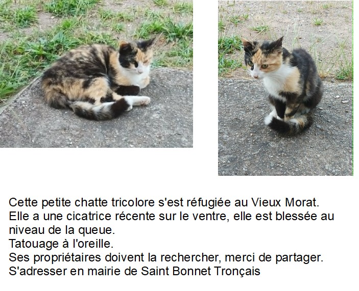 Petite chatte recherche ses propriétaires